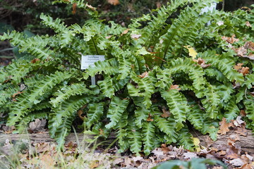 Asplenium scolopendrium, known as hart's-tongueor hart's-tongue fern.  Aspleniaceae family
