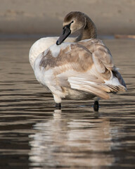 młody łabędź niemy © Michał Kurzątkowski