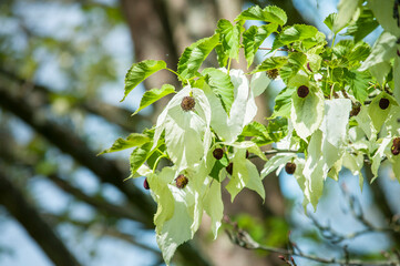 The handkerchief flowers