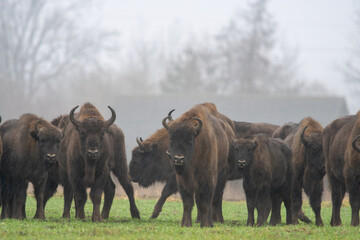 Dzika przyroda w Polsce © Michał Kurzątkowski