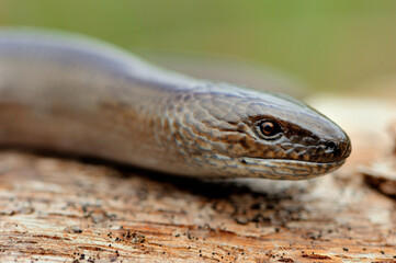 Slow worm (Anguis fragilis)