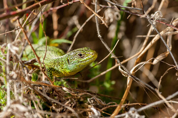 Western green lizard (Lacerta bilineata)