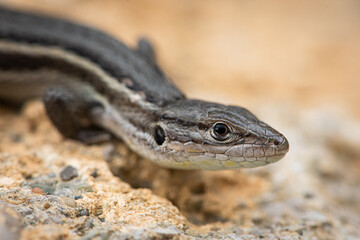 Algerian psammodromus (Psammodromus algirus)