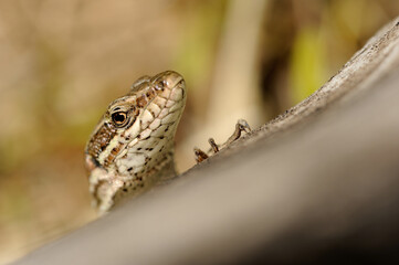 Common wall lizard (Podarcis muralis)