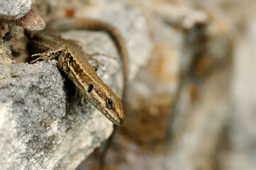 Common wall lizard (Podarcis muralis)