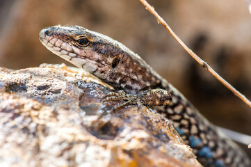 Common wall lizard (Podarcis muralis)