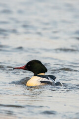 Dzika przyroda w Polsce