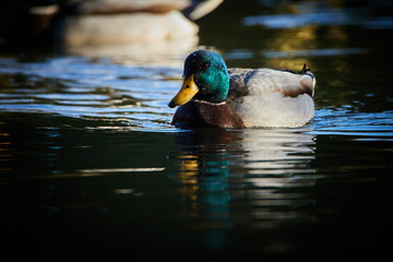 Animals in their urban space