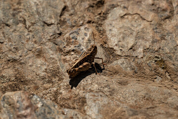 Close up of a perfectly camouflaged grasshopper (probably an Sierra Nevadan Grasshopper, Chorthippus nevadensis) sitting on a piece of slate, Sierra Nevada National Park, Andalusia, Spain