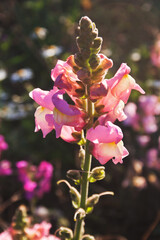 Snapdragon in autumn. Candid.
