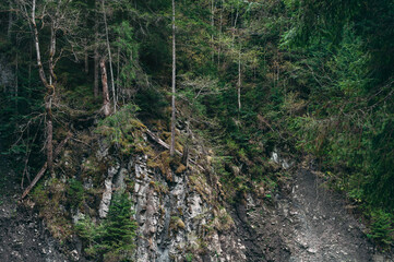 Obraz premium Gloomy forest background. Pine trees growing on a cliff. Bare roots of tree growing at edge of cliff.
