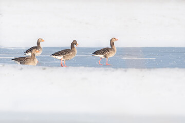 ducks on the snow