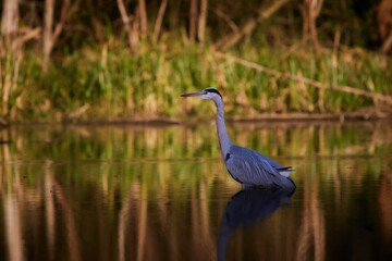 Animals in their urban space