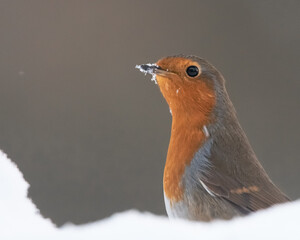 robin in snow