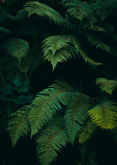 Naklejka na ściany i meble fern in the forest