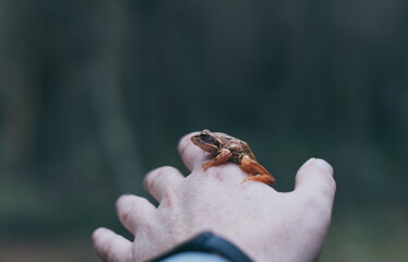 frog in hand