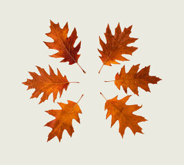 Brown leaves lay dowm in a circle on white background, flat lay autumn decoration concept