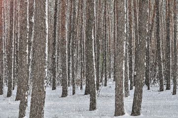 Fototapeta premium A walking path in a Coniferous forest on snowy winter