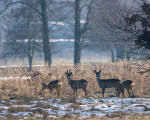 Dzikie zwierzęta w naturalnym srodowisku © Michał Kurzątkowski