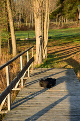 A beautiful forest lake footbridge with a stand and a backpack of brown reeds in autumn