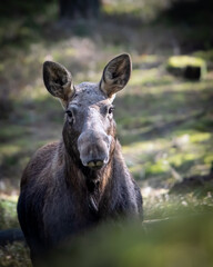 Dzikie zwierzęta w naturalnym srodowisku © Michał Kurzątkowski