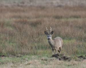 Dzikie zwierzęta w naturalnym srodowisku © Michał Kurzątkowski