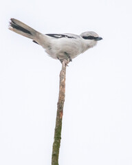 Dzikie zwierzęta w naturalnym srodowisku © Michał Kurzątkowski
