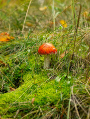 Beautiful autumn forest. Red fly agaric or fly amanita mushroom in grass, moss and fall leaves background. Poisonous mushroom. German forest landscape. Macro, selective focus of amanita muscaria. 