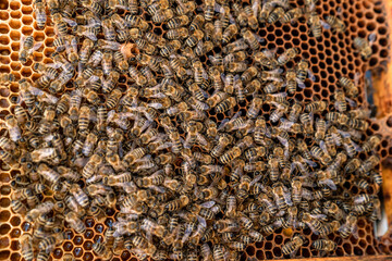 wax frame in bee hive, honey production
