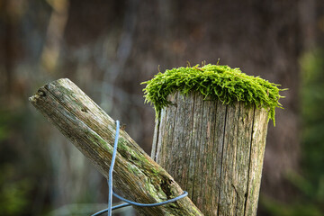 Pfosten mit Moos in Waldgebiet