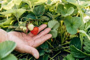 A male farmer harvests ripe strawberries. Harvesting fresh organic strawberries. Hands of a farmer...