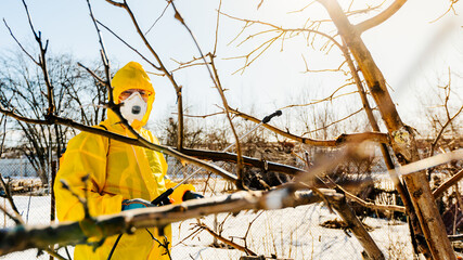 Spraying a fruit tree with an organic pesticide or insecticide in early spring