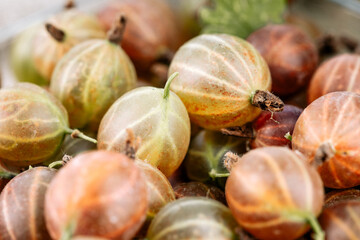 Gooseberry Harvest, a crop of ripe gooseberries. Berries of red gooseberry close-up