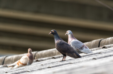 Pigeons on the roof