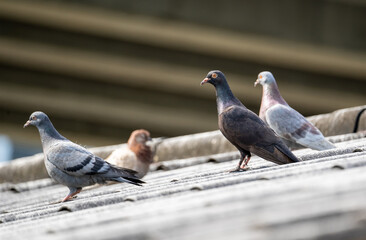 Pigeons on the roof