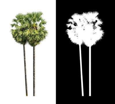  Sugar palm isolated on white background with clipping path and alpha channel