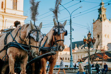Naklejka na ściany i meble Two beautiful brown horses in the streets of Lviv, Ukraine. Tourist carriage waiting for passengers on the streets in historic city center.