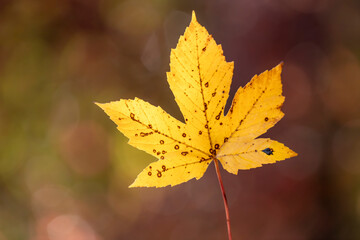 a hand-held yellow maple leaf against a dark background