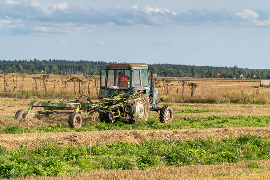 Russia. Gatchinsky district of the Leningrad region. August 28, 2021. The tractor puts hay on the field in the tracks for rolling rolls.