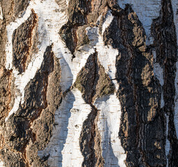 birch bark texture