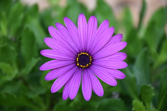 Flor margarita de color violeta.