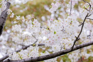 曇りの日の桜