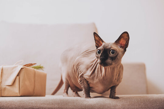 Sphinks cat on grey sofa direct look