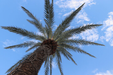 palma widziana od dołu