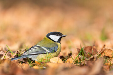 Great tit close up ( Parus major ).