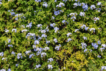 Obraz na płótnie Canvas Close-up of a flowering plant of plumbago with blue flowers in summer, Liguria, Italy