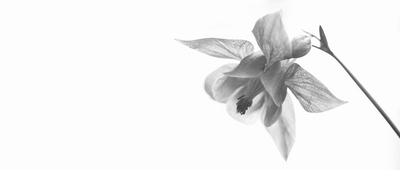 Common columbine isolated on white