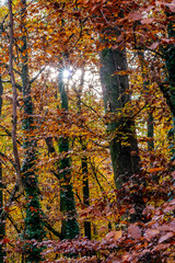Fototapeta premium Sun rays shine through trees in bright autumn colors