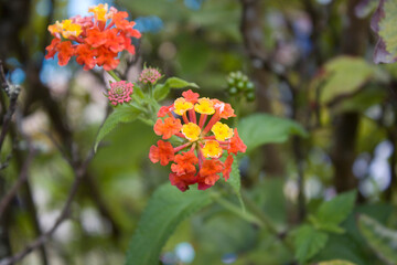 red and yellow flowers