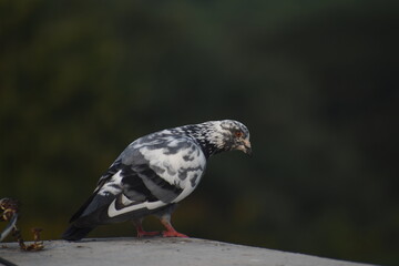 Not a Hawk, Not a Falcon it's a Pigeon.